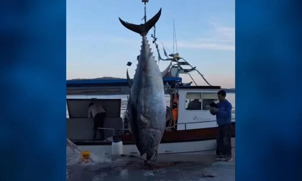 Σοκ στην Αιτωλοακαρνανία: Ψάρεψαν τόνο βάρους... 485 κιλών (βίντεο)